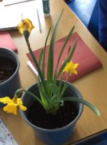 P6 Daffodil Bulb Project